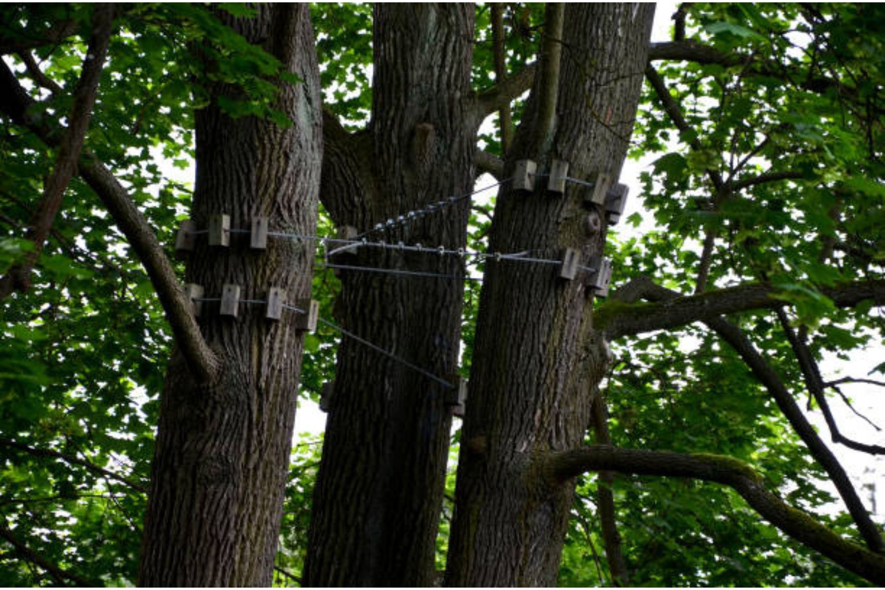 tree cabling austin, tx